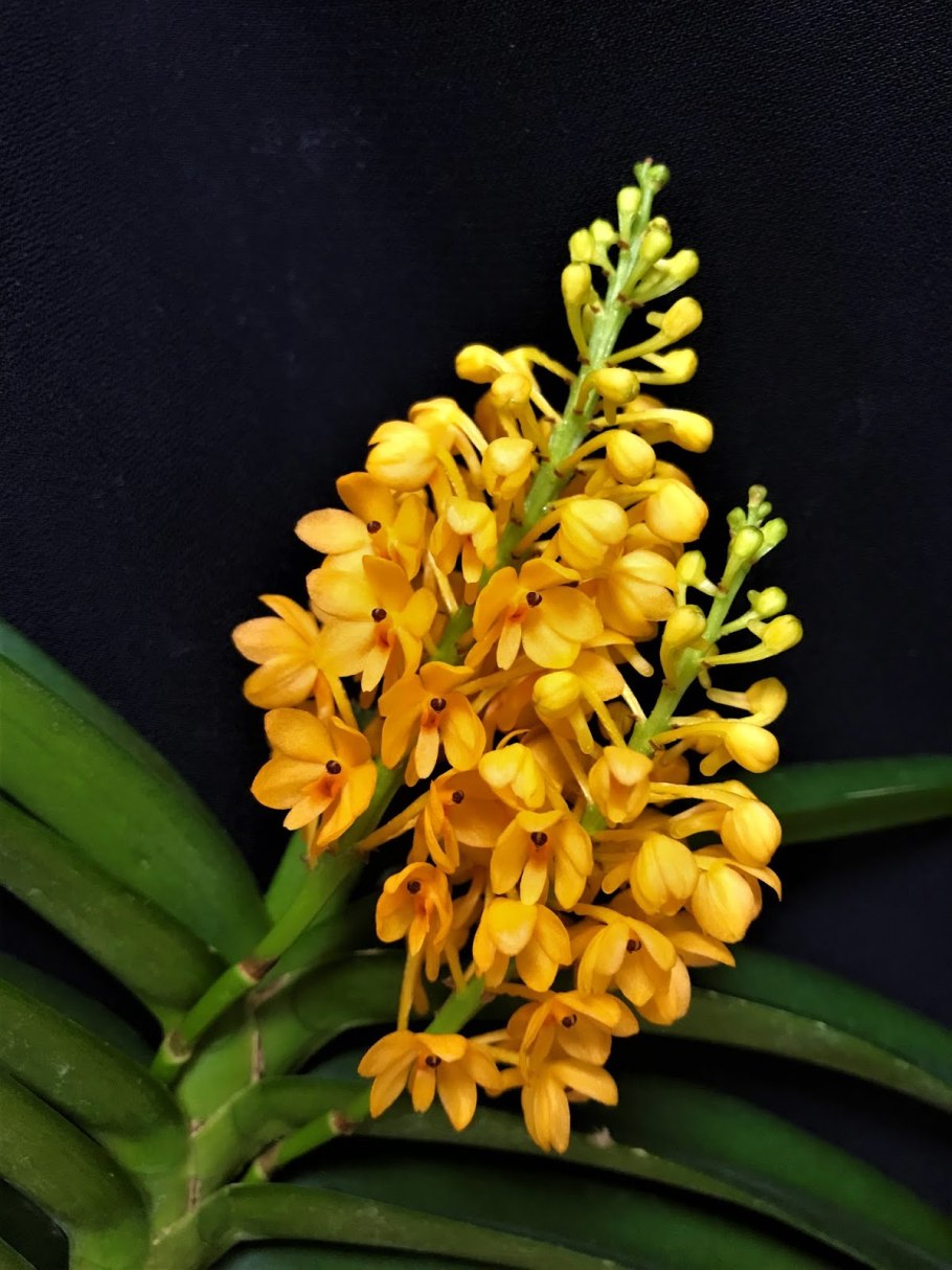 Ascocentrum christensonianum pl_152