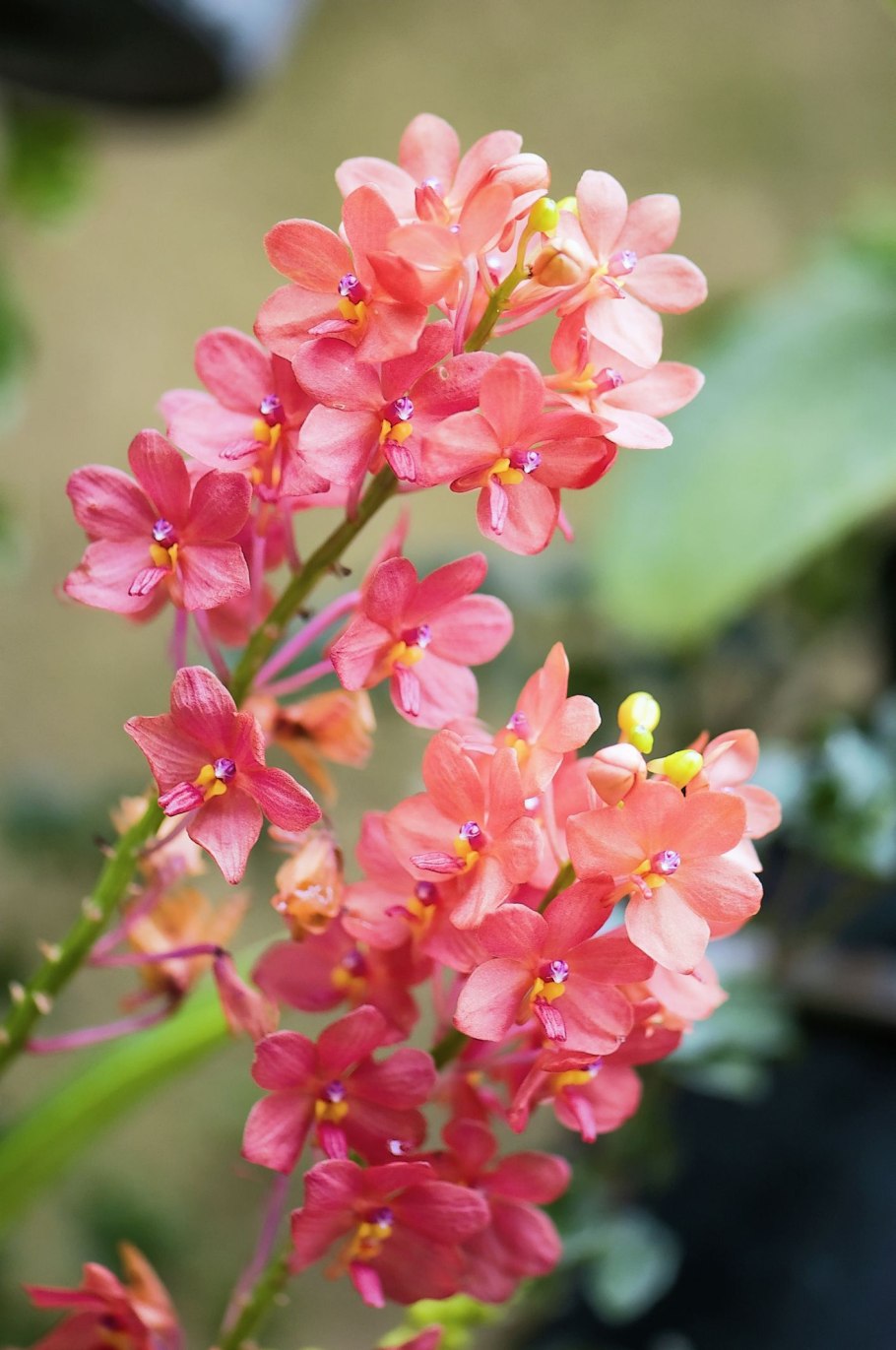 Ascocentrum миниатюра b