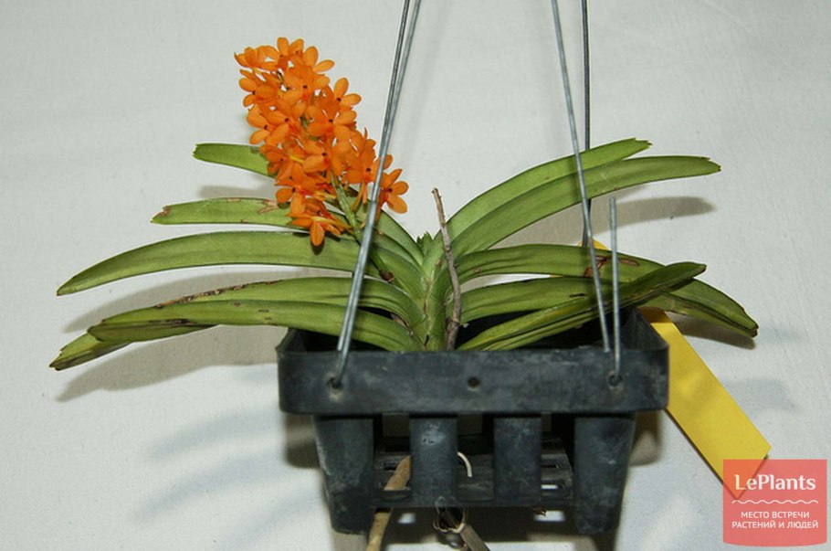 Ascocentrum ampullaceum