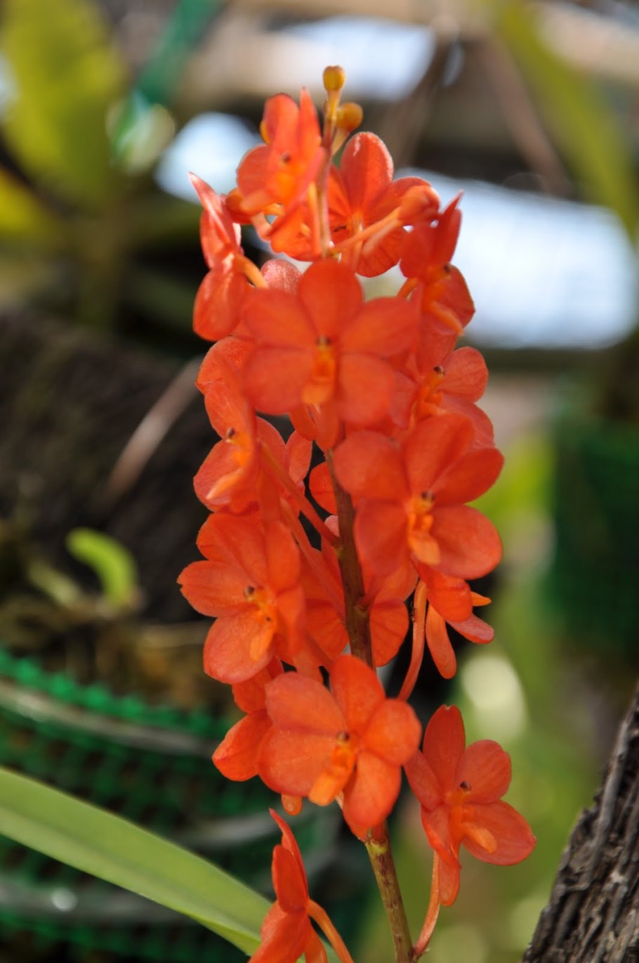 Ascocentrum pusillum