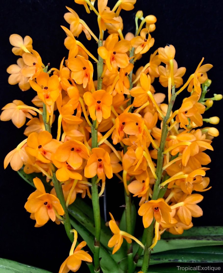 Ascocentrum miniatum