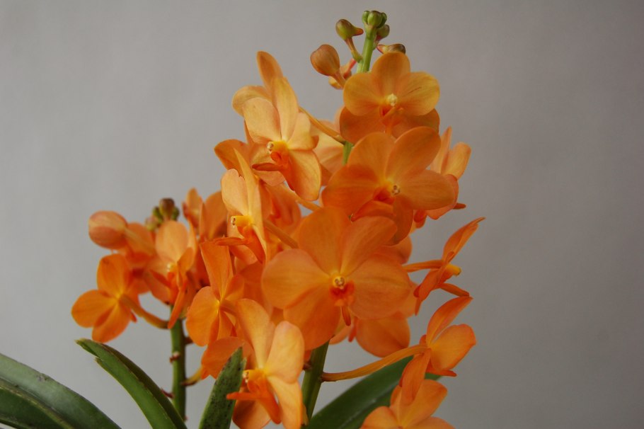 Аскоцентрум миниатум