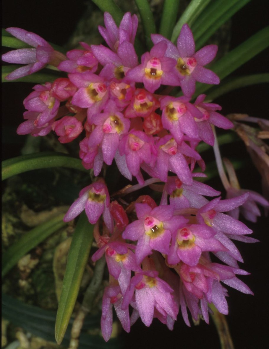 Ascocentrum GARAYI