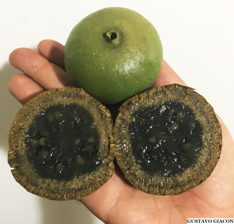 Алиберция фрукт