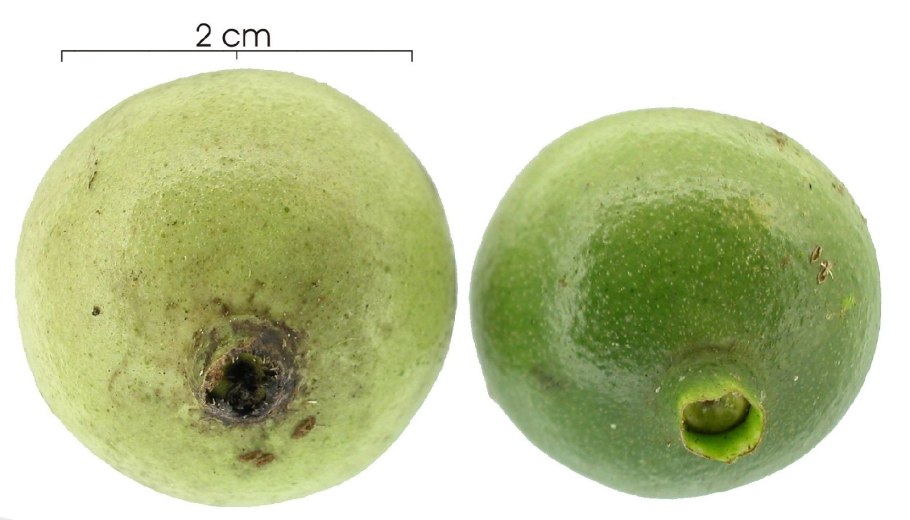 Алибертия edulis-Alibertia edulis