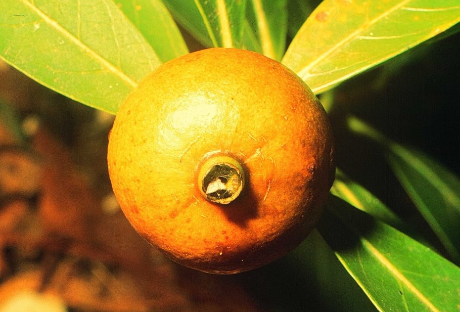 Алибертия Alibertia Belize