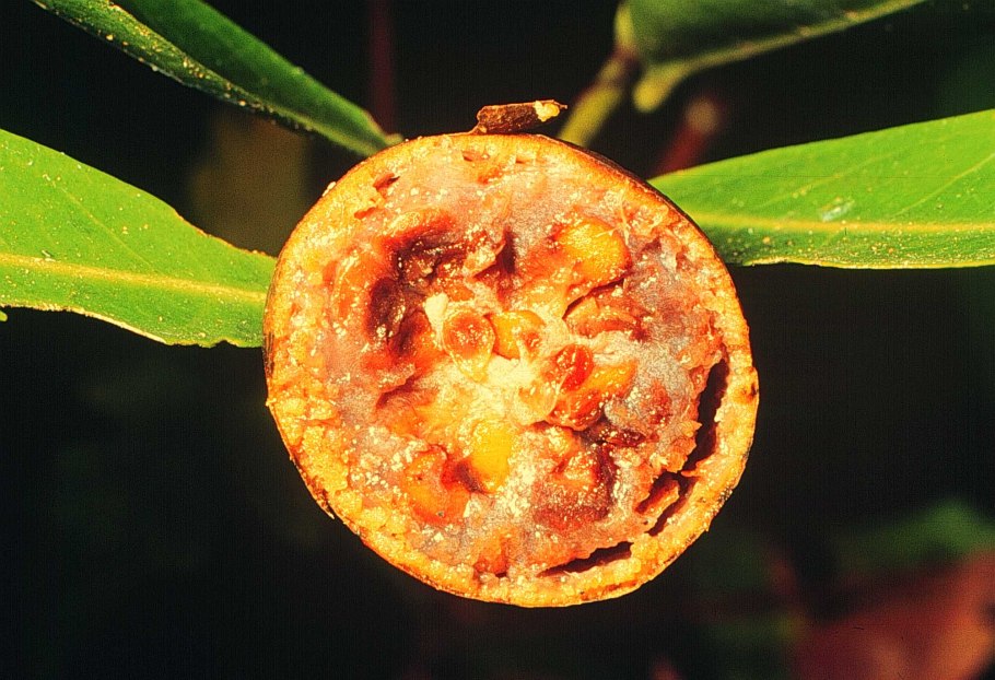 Алибертия мармеладное дерево