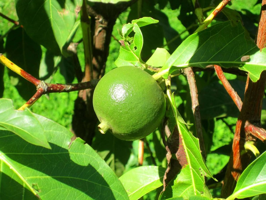 Алибертия мармеладное дерево