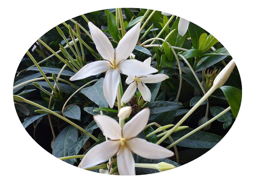 Алибертия растение