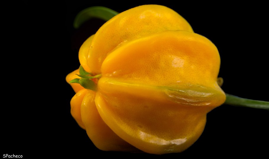 Алиберция на белом фоне