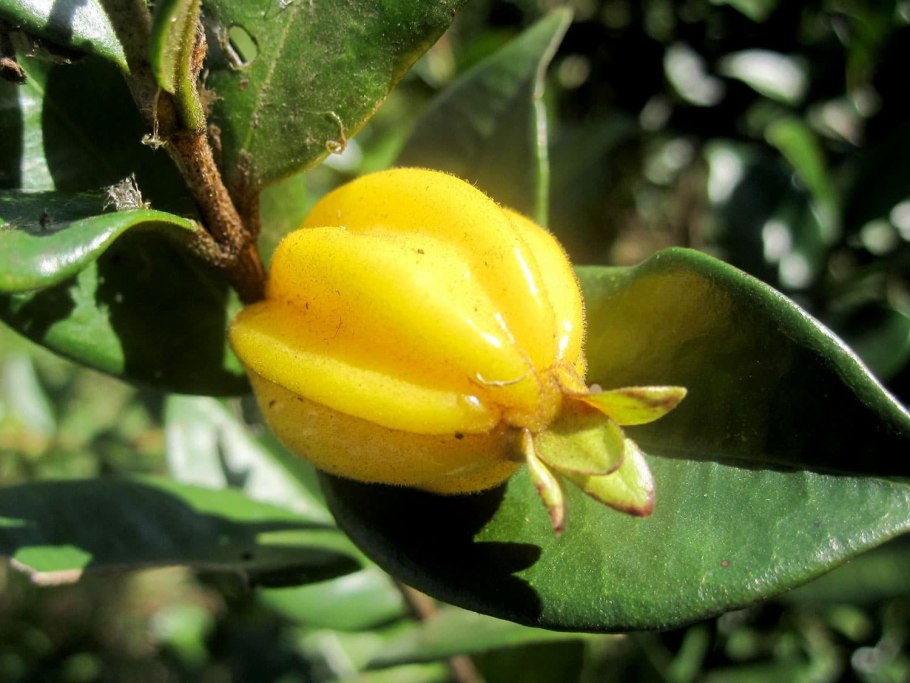 Алибертия edulis-Alibertia edulis