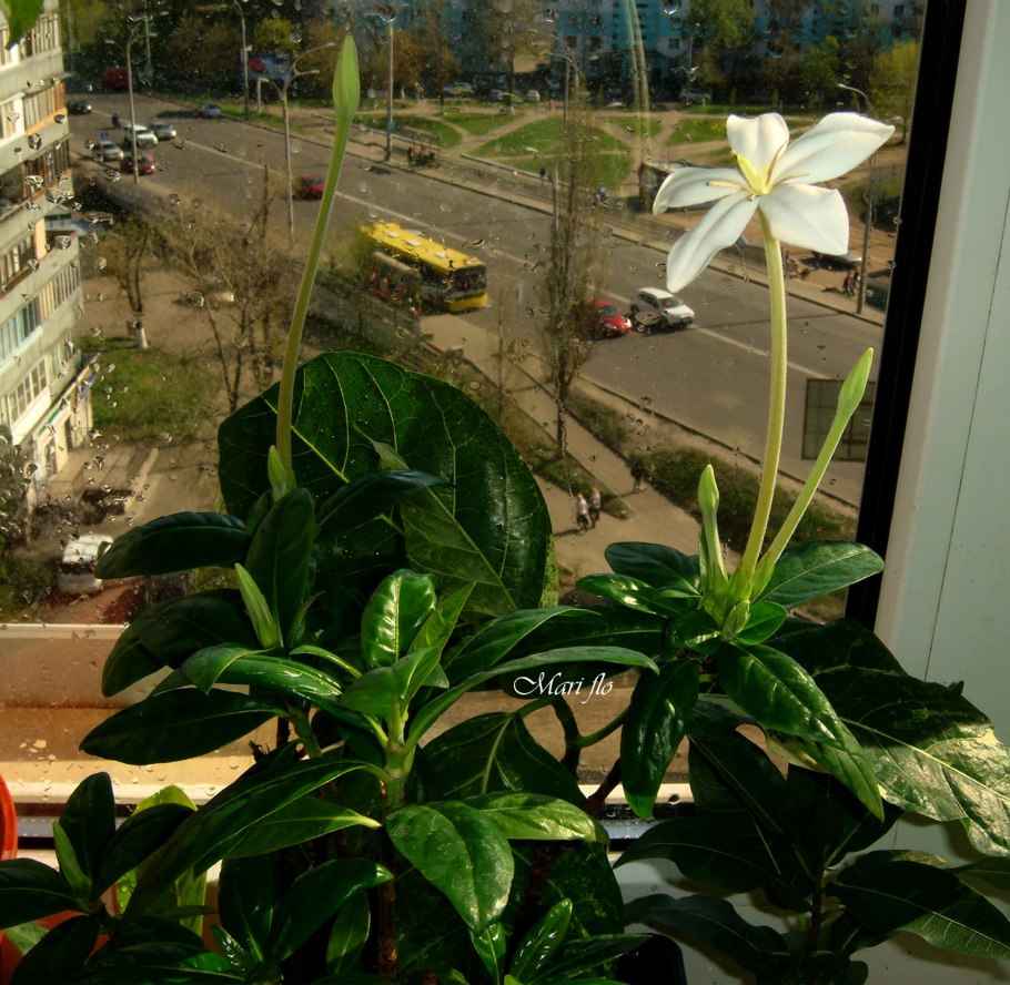 Алибертия Белиз