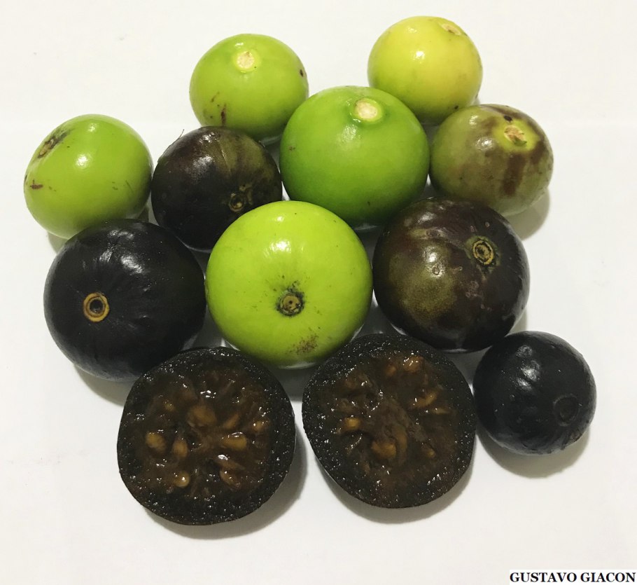 Альбертия патиной борожоа Borojoa patinoi7