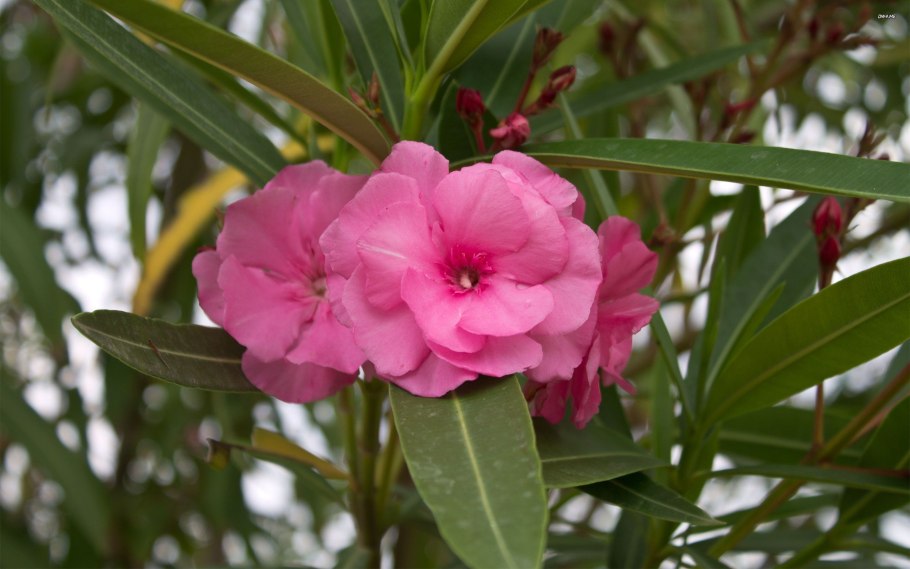 Карбюратор leader pz19jb