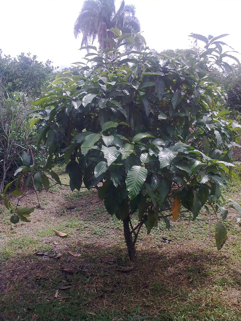 Кринодендрон Долина лилий