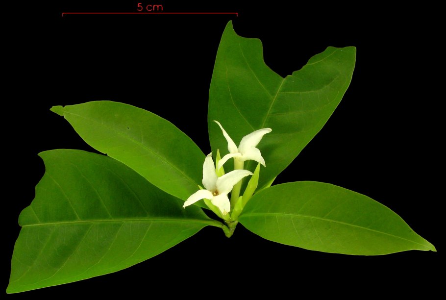 Алибертия edulis-Alibertia edulis