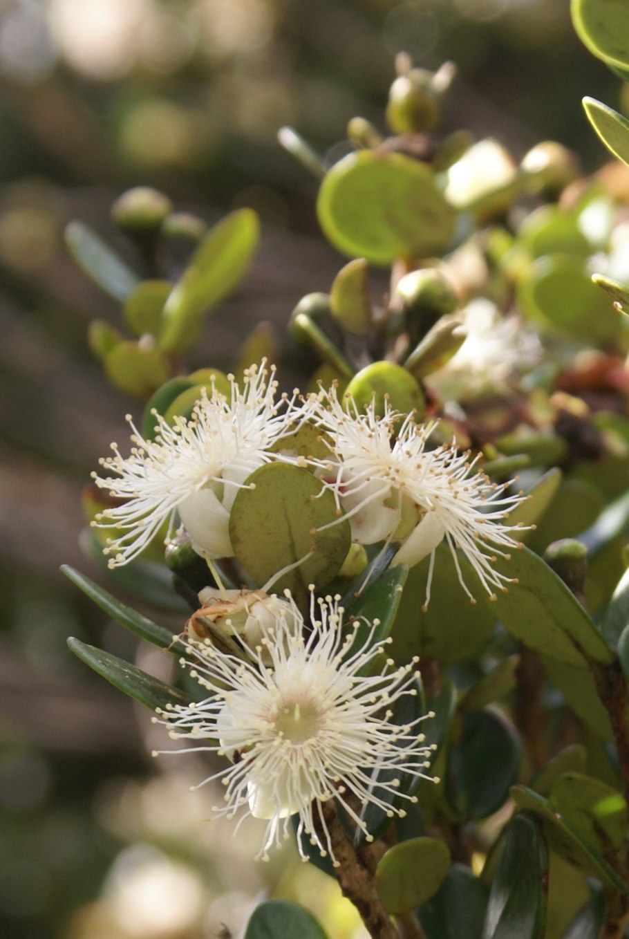 Dupperea pavettifolia