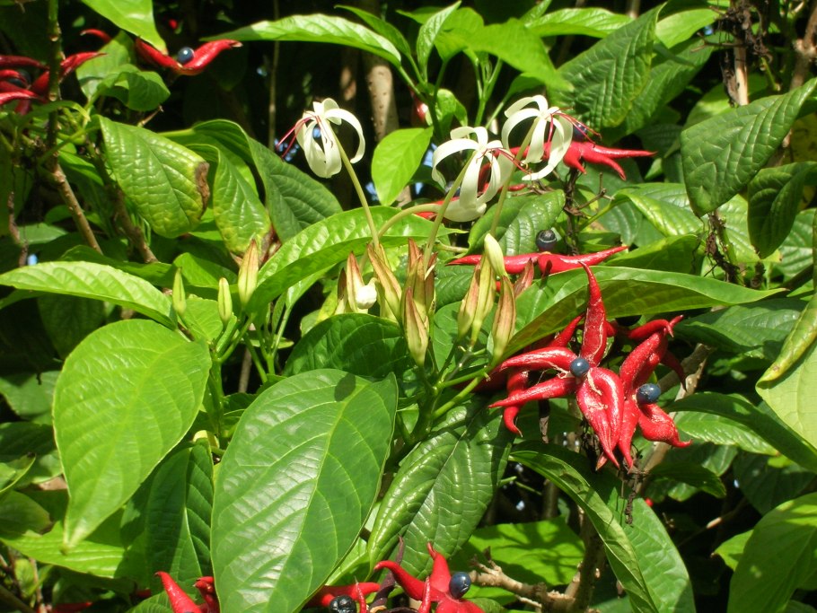 Синий Олеандр