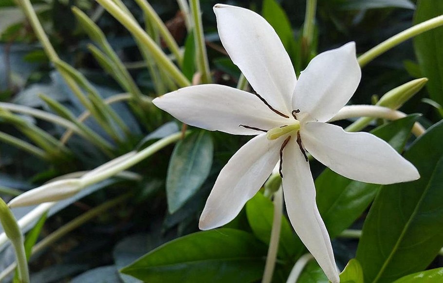 Алибертия Белиз