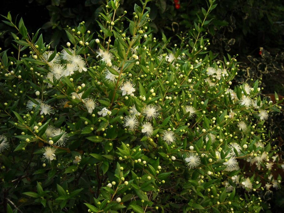 Портулак резные листья