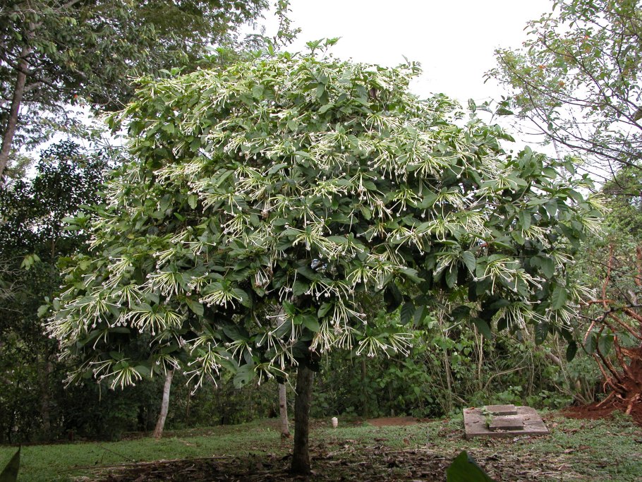 Маракуйя гранадилла