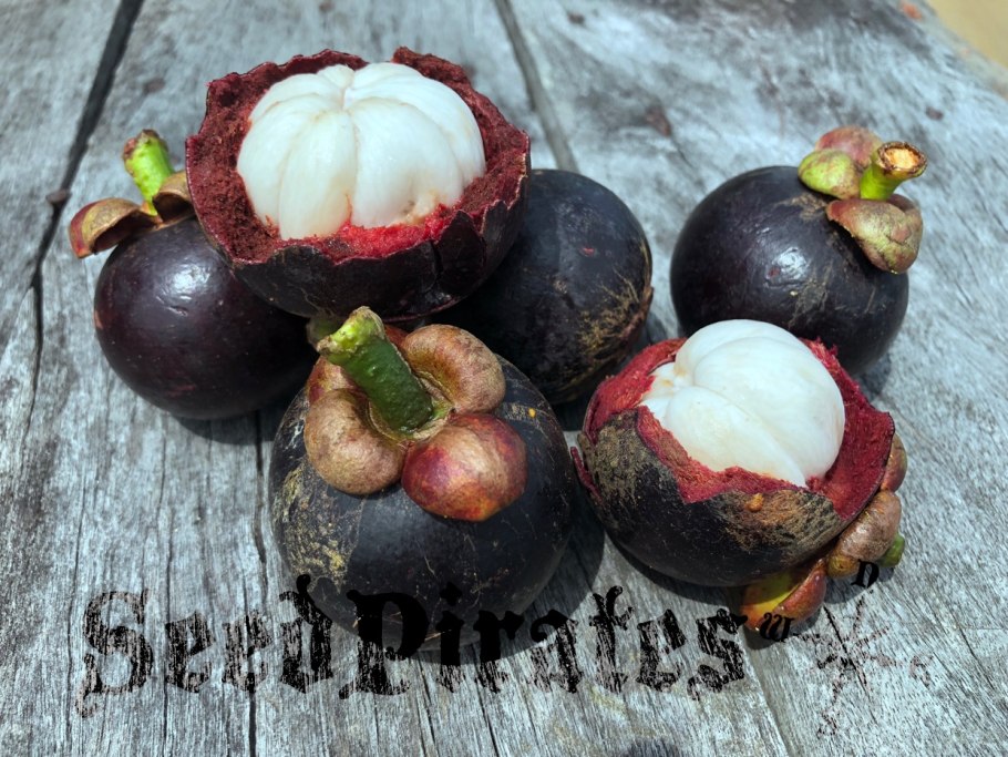 Клеродендрон минахосе