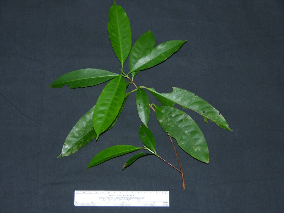 Алибертия плоды