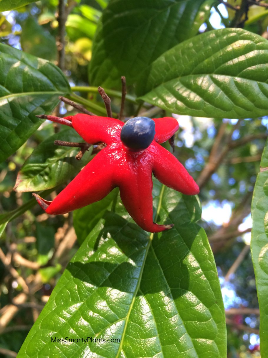 Клеродендрон минахосе