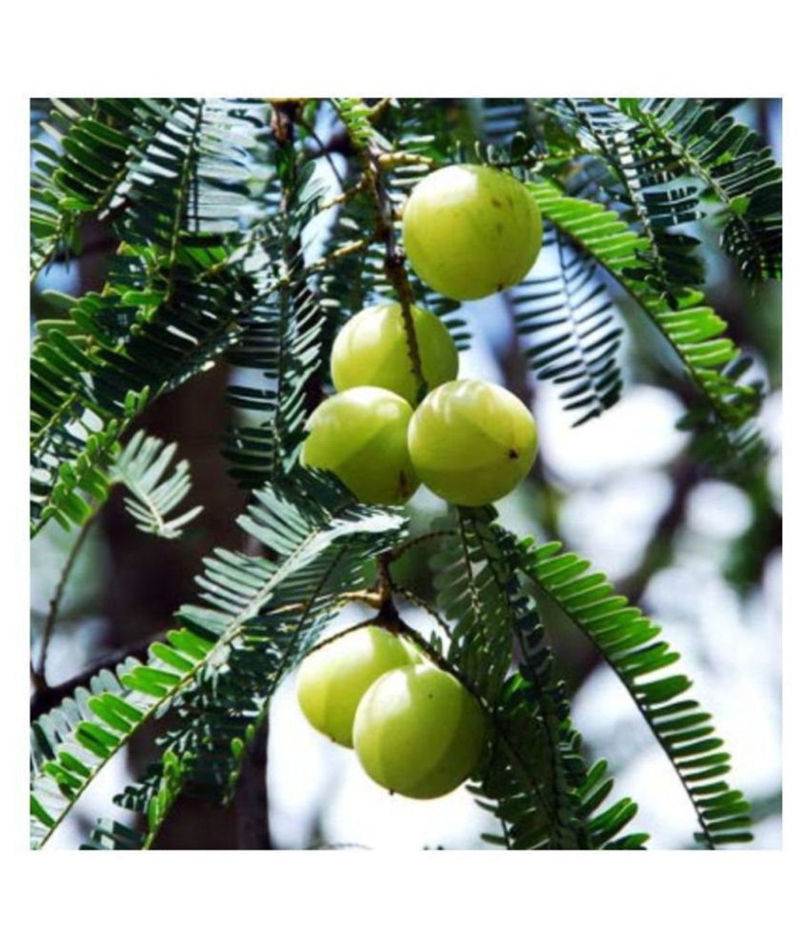 Rubiaceae- Мареновые