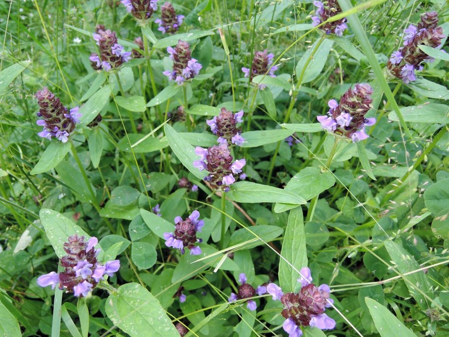 Подбел гинецей