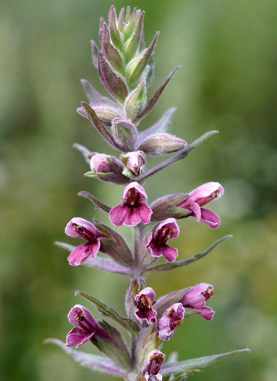 Зубчатка обыкновенная (Odontites rubra)