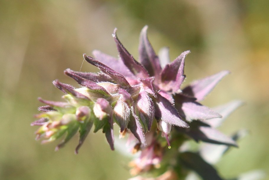 Зубчатка обыкновенная (Odontites rubra)