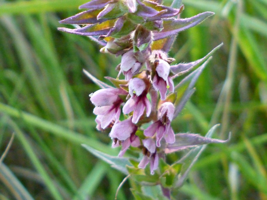 Зубчатка обыкновенная (Odontites serotina)