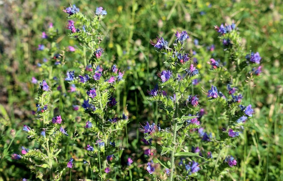 Зубчатка обыкновенная (Odontites serotina)