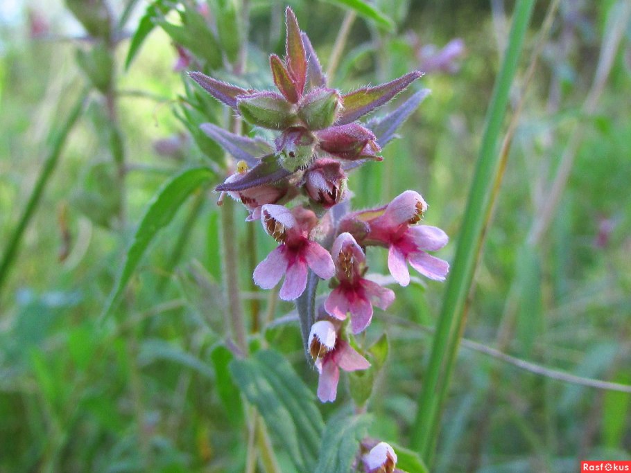 Зубчатка обыкновенная побег
