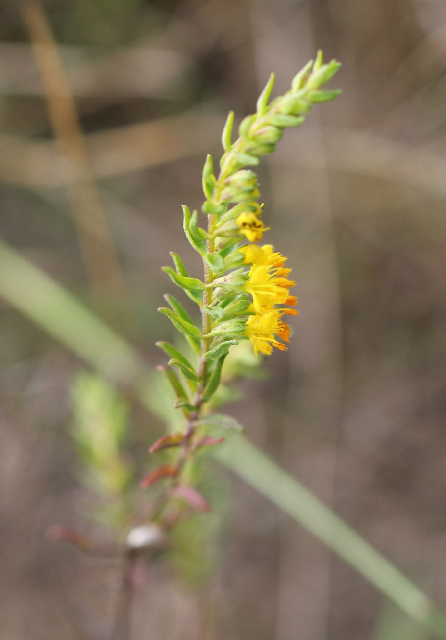 Зубчатка обыкновенная фото