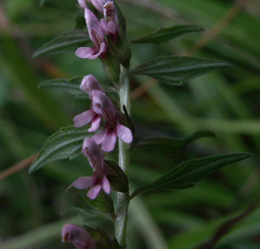 Зубчатка Сахалинская