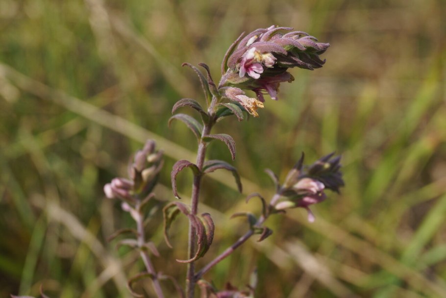 Козак трава