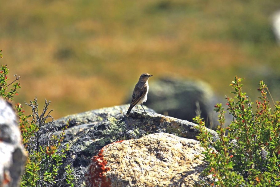 Белорецк Зубчатки