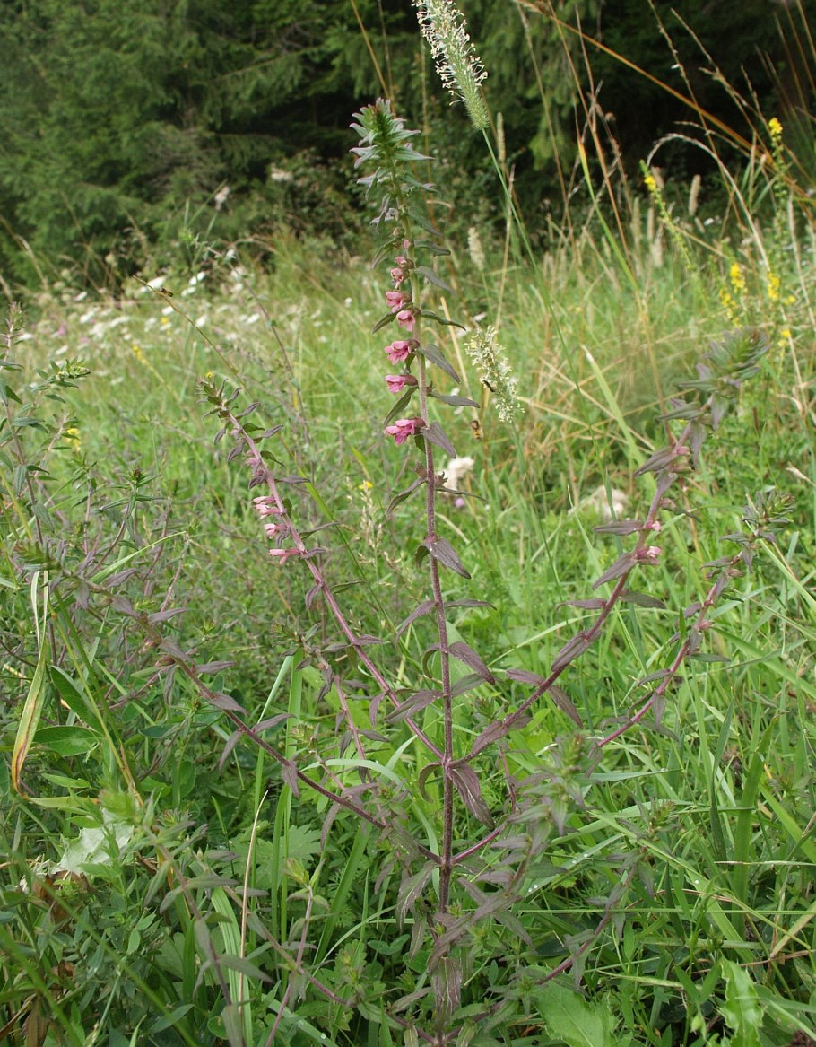 Зубчатка обыкновенная фото