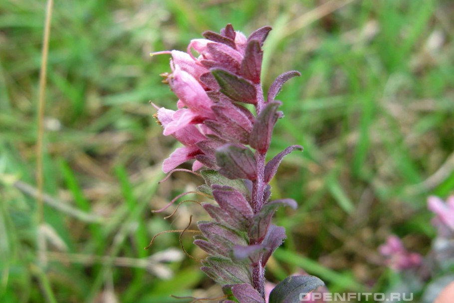 Зубчатка трава