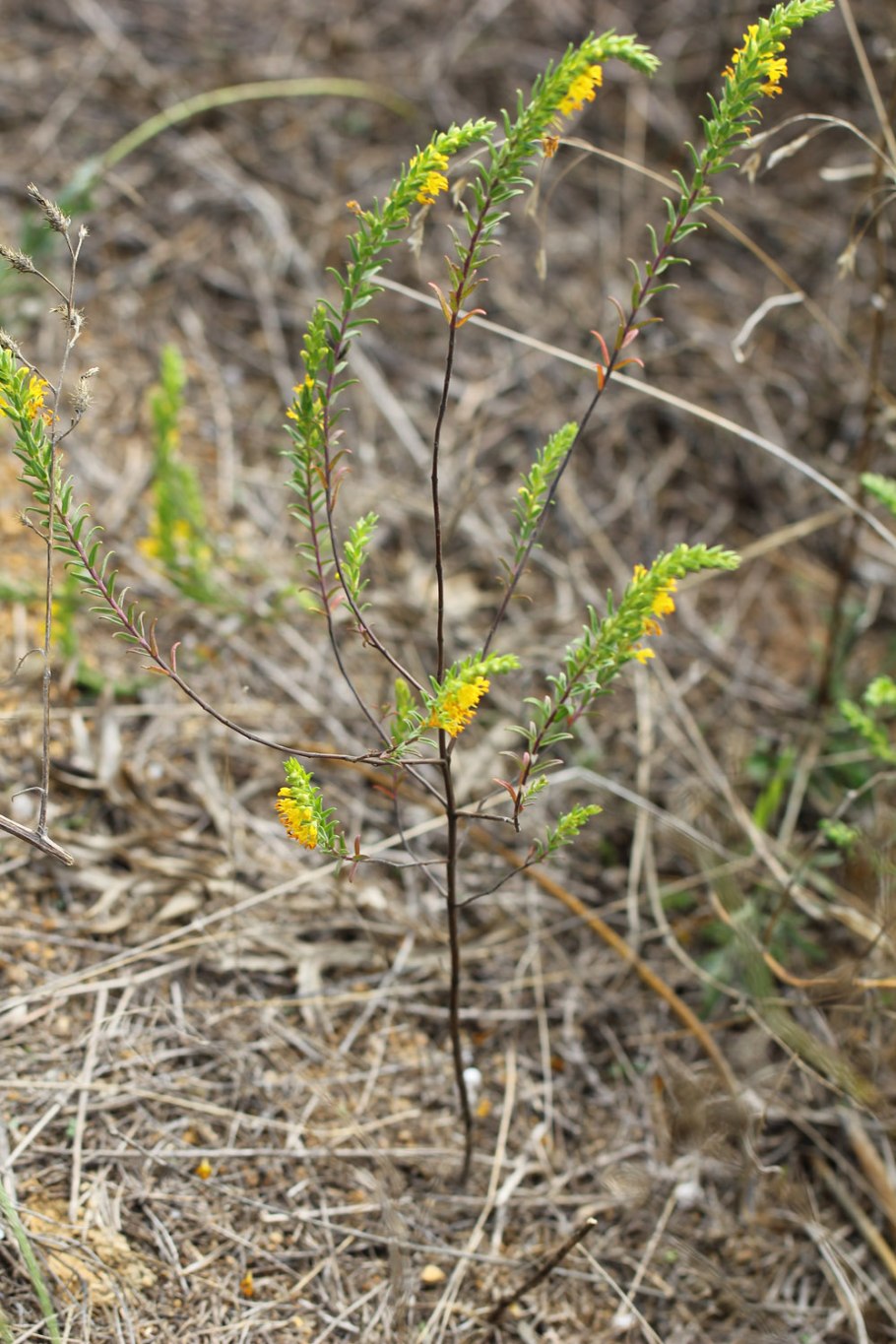 Якобея обыкновенная Лесная