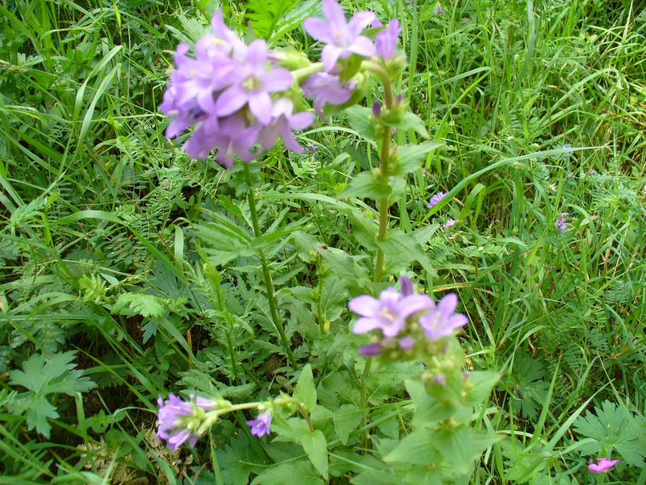 Зубчатка обыкновенная рисунок