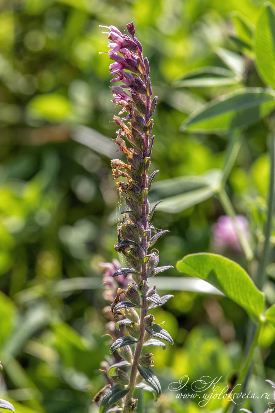 Зубчатка желтая