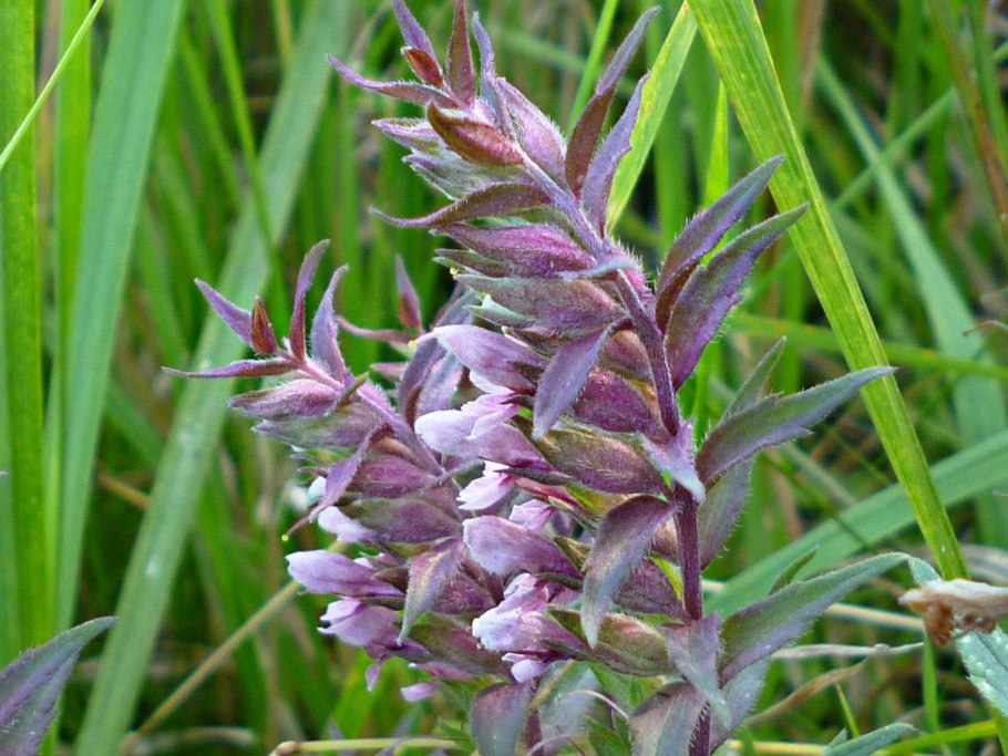 Убойная трава зубчатка