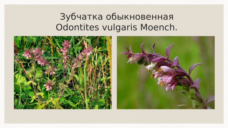 Зубчатка обыкновенная фото