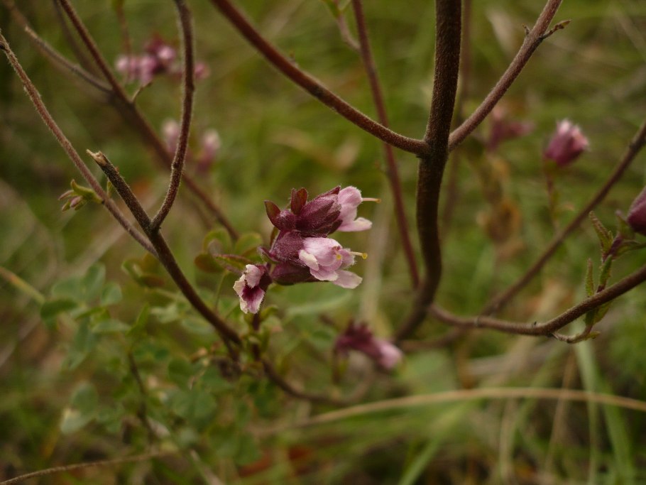 Травы Хакасии