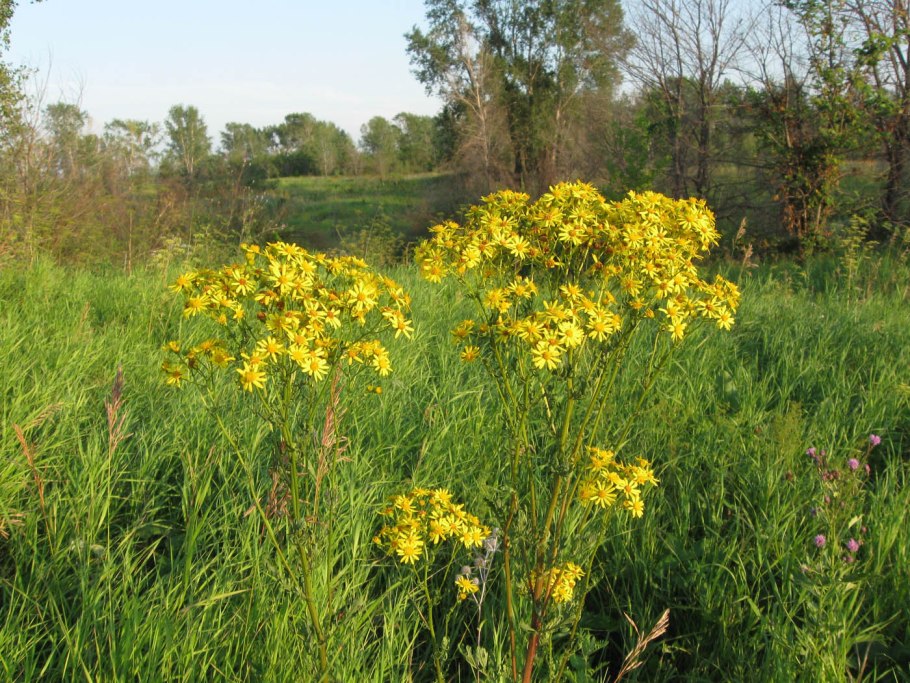 Аконит обыкновенный
