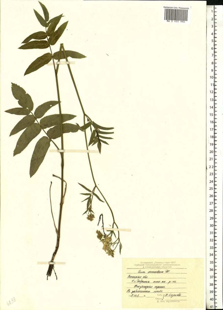 Корни Sium sisaroideum