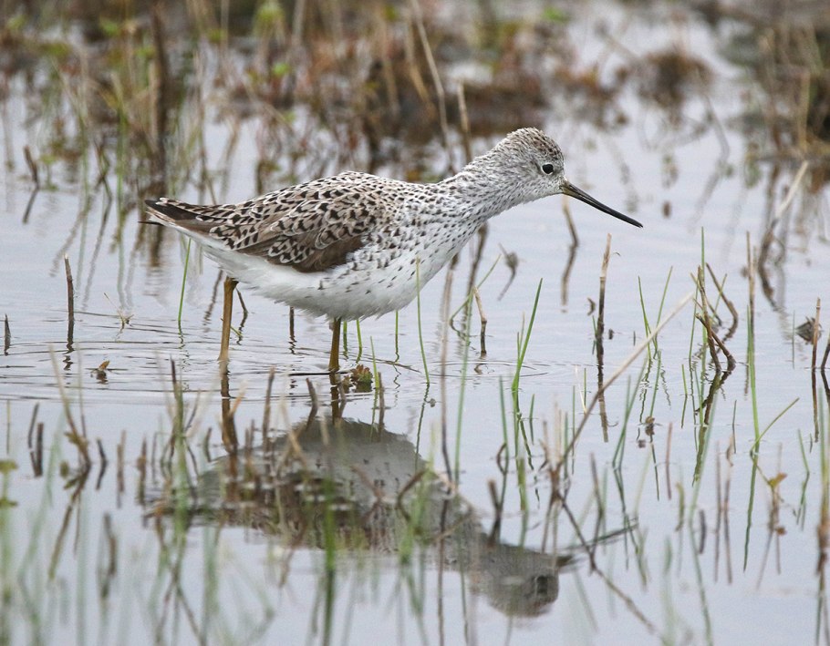 Поручейник в полете